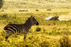 Elfyn Evans di Rally Safari, Kenya, di tengah lalu lalang hewan-hewan khas Afrika.(Foto: motorsport)